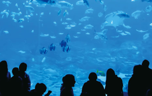 傷にも強い（水族館の水槽）